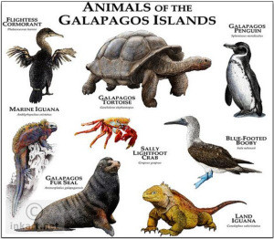 animals-of-galapagos-islands